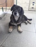 mayara