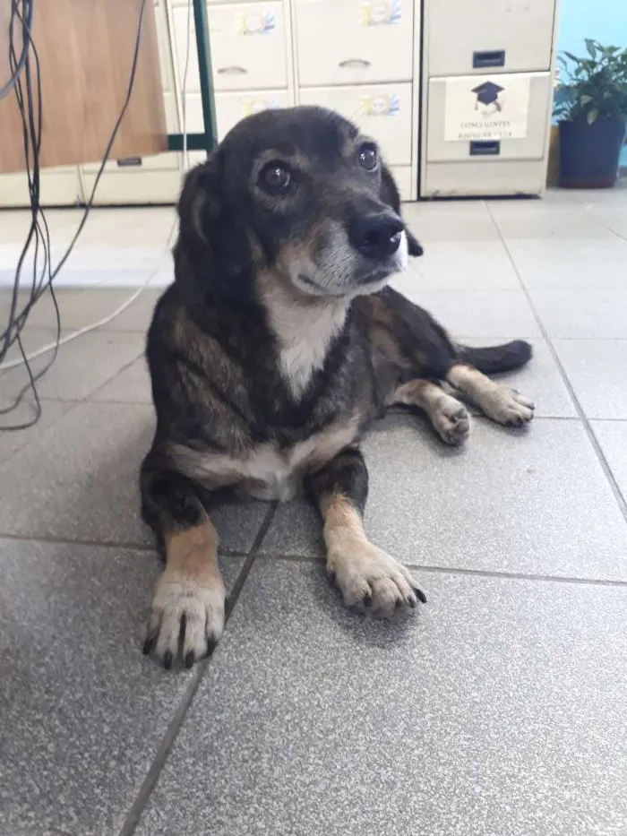 Cachorro ra a srd idade 4 anos nome mayara