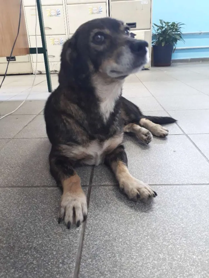 Cachorro ra a srd idade 4 anos nome mayara