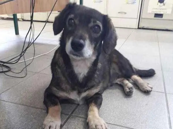 Cachorro ra a srd idade 4 anos nome mayara
