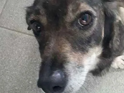 Cachorro ra a srd idade 4 anos nome mayara