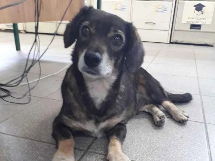 Cachorro ra a srd idade 4 anos nome mayara
