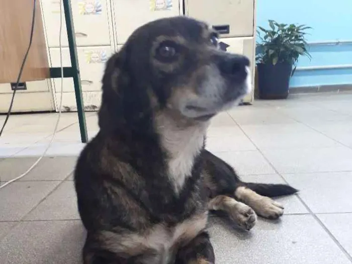 Cachorro ra a srd idade 4 anos nome mayara