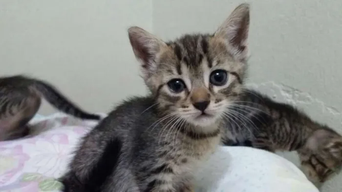 Gato ra a sem raca idade Abaixo de 2 meses nome sem nome