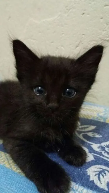 Gato ra a sem raca idade Abaixo de 2 meses nome sem nome