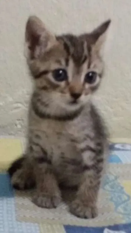 Gato ra a sem raca idade Abaixo de 2 meses nome sem nome