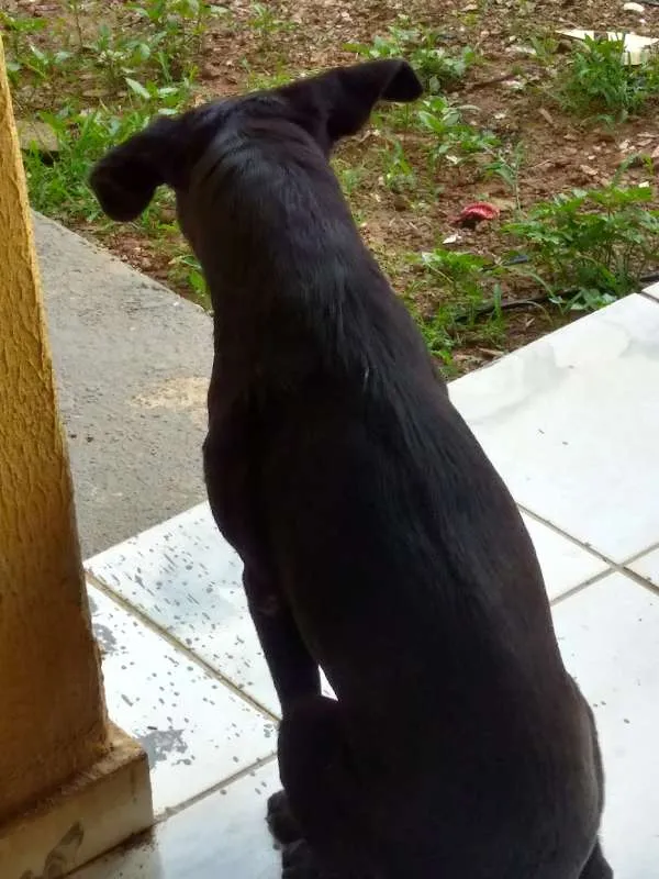 Cachorro ra a VIRA LATA idade 1 ano nome PRETINHA