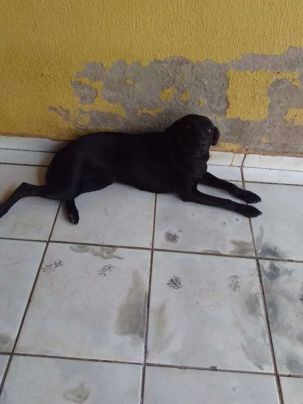 Cachorro ra a VIRA LATA idade 1 ano nome PRETINHA