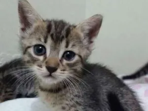 Gato raça sem raca idade Abaixo de 2 meses nome sem nome