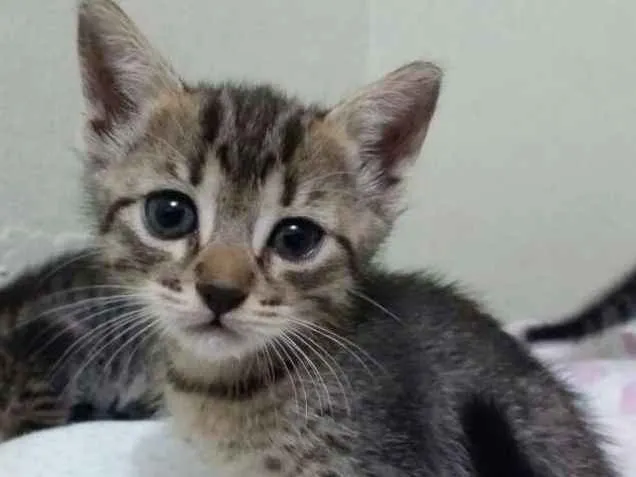 Gato ra a sem raca idade Abaixo de 2 meses nome sem nome