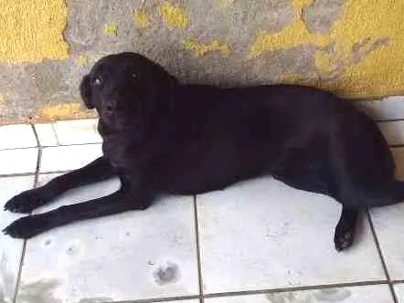 Cachorro ra a VIRA LATA idade 1 ano nome PRETINHA