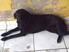 Cachorro raça VIRA LATA idade 1 ano nome PRETINHA