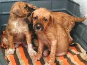 Cachorro raça Desc. idade 2 a 6 meses nome Nenhum