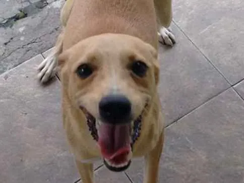 Cachorro ra a desconhecida idade 7 a 11 meses nome Pipoca