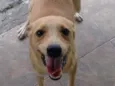 Pipoca