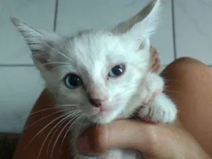 Gato raça  idade Abaixo de 2 meses nome Gato