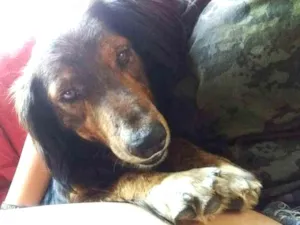 Cachorro raça  idade 2 anos nome Marley