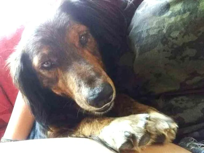 Cachorro ra a  idade 2 anos nome Marley