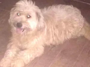 Cachorro raça  idade 2 anos nome Fofinha 