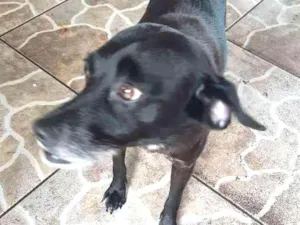 Cachorro raça SRD idade 5 anos nome Luna