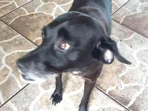 Cachorro ra a SRD idade 5 anos nome Luna