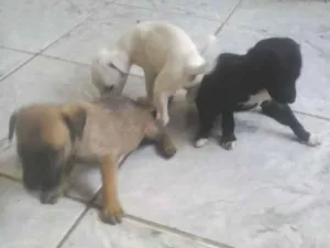 Cachorro raça SRD idade 2 a 6 meses nome s/nome