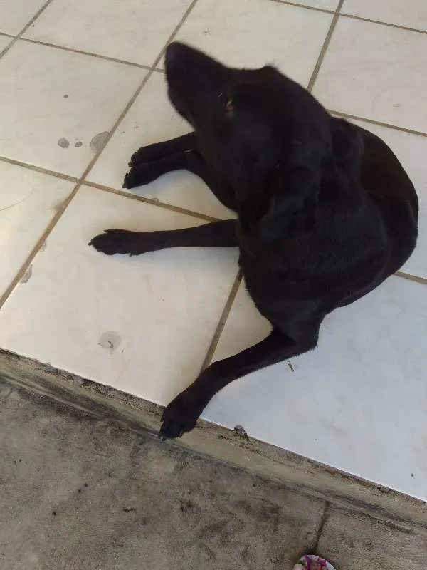 Cachorro ra a vira lata idade 1 ano nome PRETINHA
