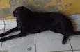 PRETINHA