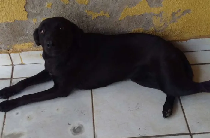 Cachorro ra a vira lata idade 1 ano nome PRETINHA