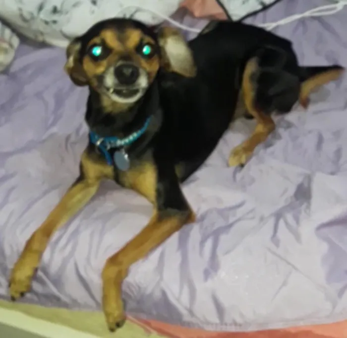 Cachorro ra a Pincher mestiço idade 3 anos nome Toby