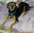 Toby