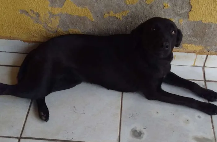 Cachorro ra a vira lata idade 1 ano nome PRETINHA