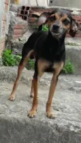 Toby