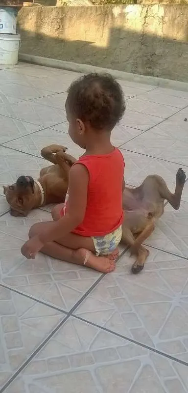 Cachorro raça SRD idade 1 ano nome Nina