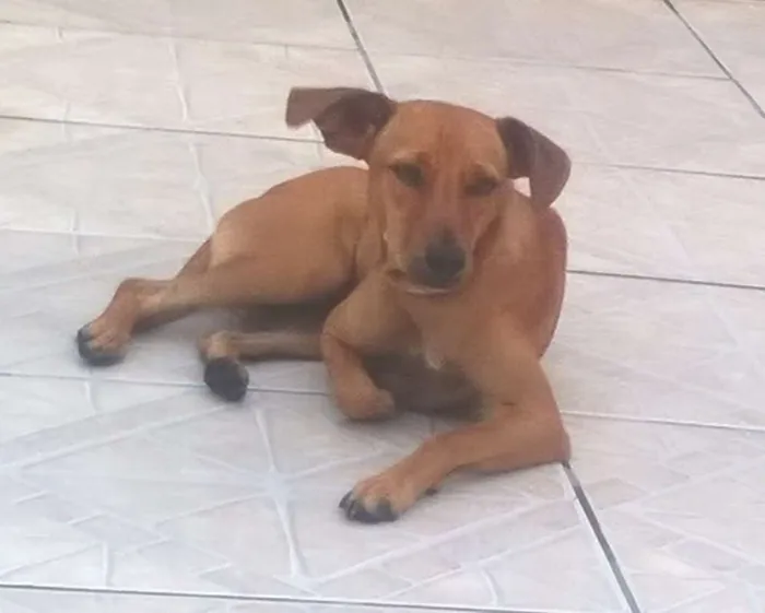 Cachorro raça SRD idade 1 ano nome Nina