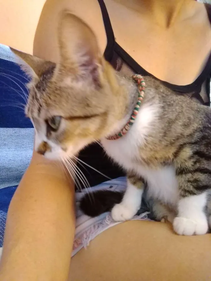 Gato raça  idade 1 ano nome Mima e ravena