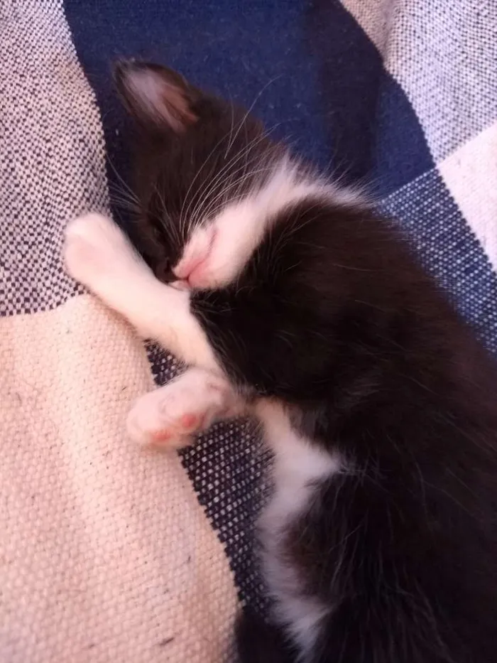 Gato raça  idade 1 ano nome Mima e ravena