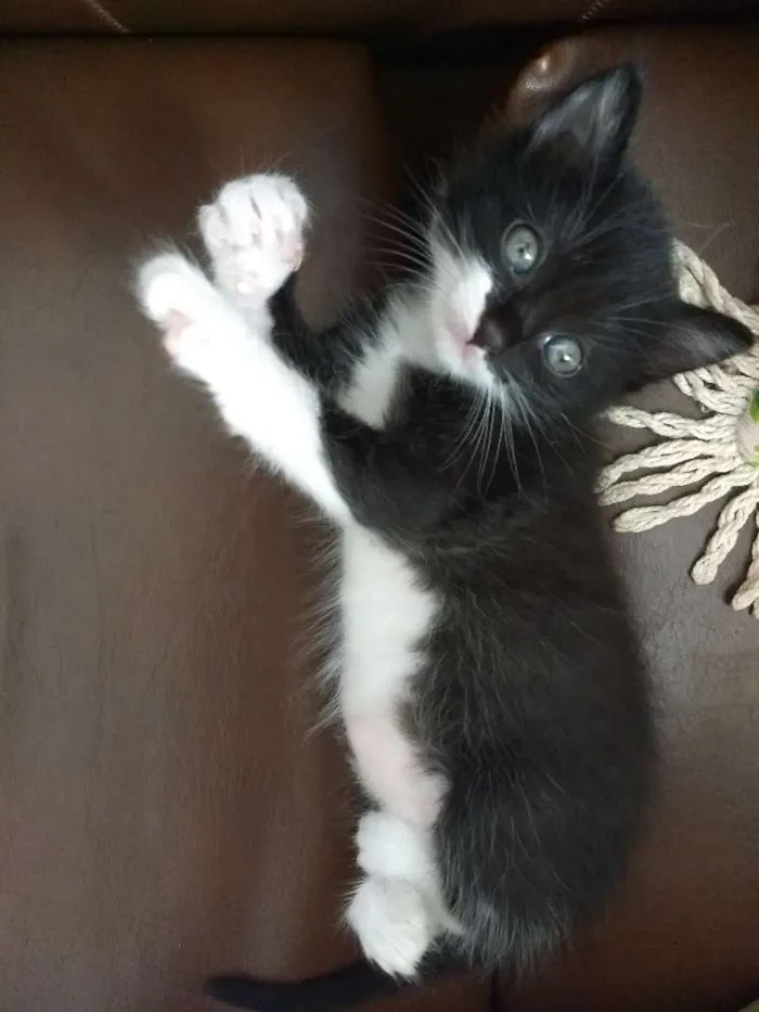 Gato raça  idade 1 ano nome Mima e ravena