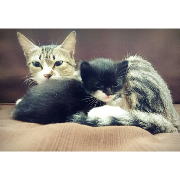 Gato raça  idade 1 ano nome Mima e ravena