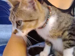 Gato raça  idade 1 ano nome Mima e ravena