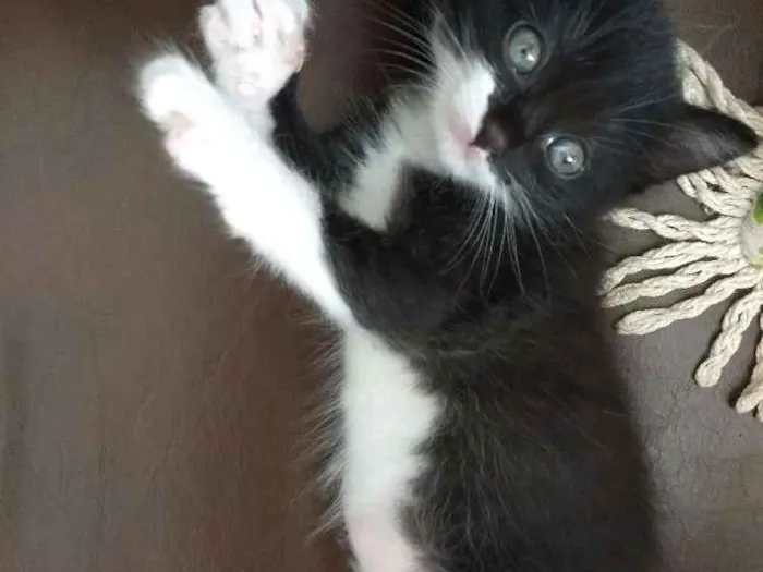 Gato raça  idade 1 ano nome Mima e ravena