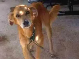 Cachorro raça vira-lata idade 4 anos nome Beethoven