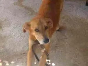 Cachorro raça Vira-lata idade 4 anos nome Beethoven