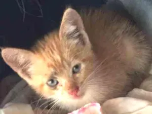 Gato raça Vira lata idade Abaixo de 2 meses nome Sem nome
