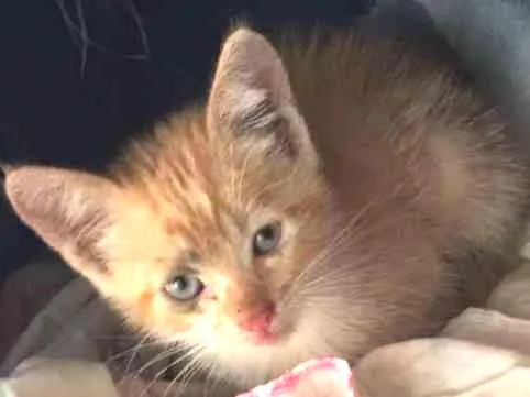 Gato ra a Vira lata idade Abaixo de 2 meses nome Sem nome