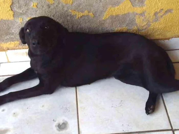 Cachorro ra a vira lata idade 1 ano nome PRETINHA