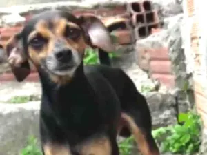Cachorro raça Pincher mestiço idade 3 anos nome Toby