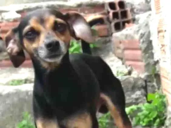 Cachorro ra a Pincher mestiço idade 3 anos nome Toby