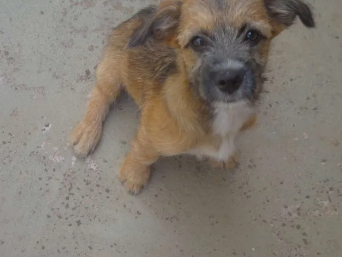 Cachorro ra a Indefinida idade 2 a 6 meses nome Melly