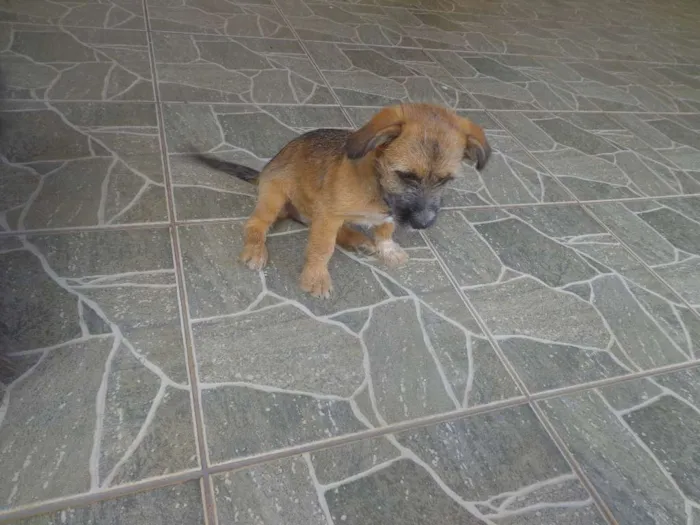Cachorro ra a Indefinida idade 2 a 6 meses nome Melly